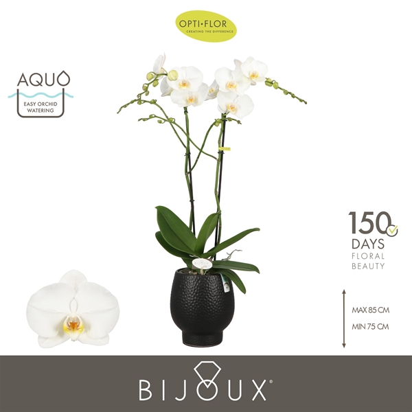 Phalaenopsis 2-t Bijoux Crystal in Abruzzo Black Aquo