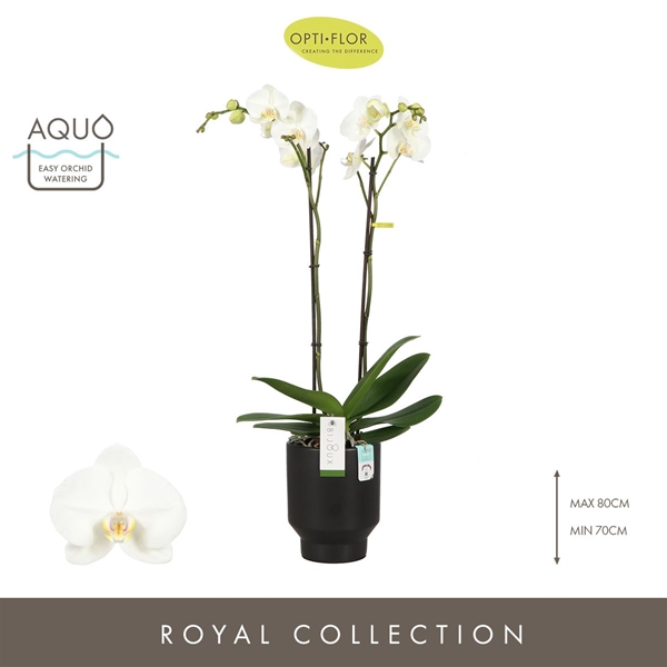 Phalaenopsis 2-t Bijoux Crystal in Emilia Dark Brown Aquo