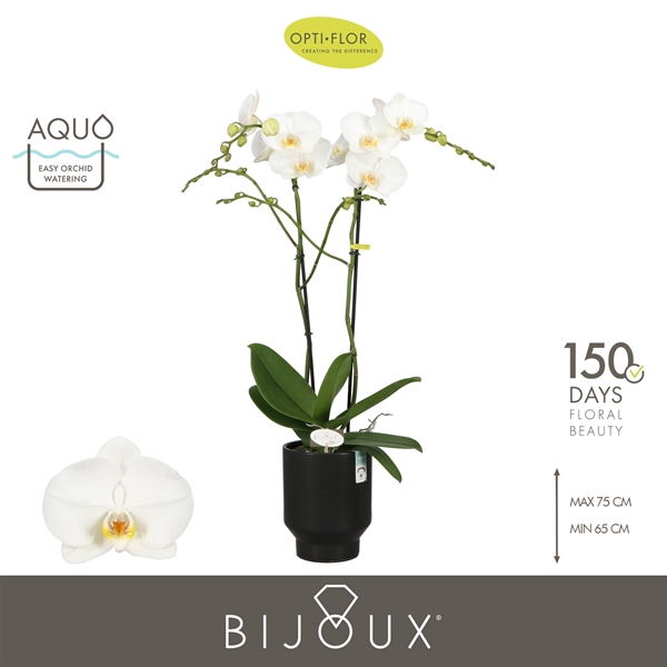 Phalaenopsis 2-t Bijoux Crystal in Emilia Dark Brown Aquo