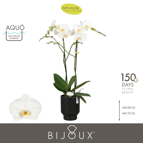 Phalaenopsis 2-t Bijoux Crystal in Emilia Dark Brown Aquo