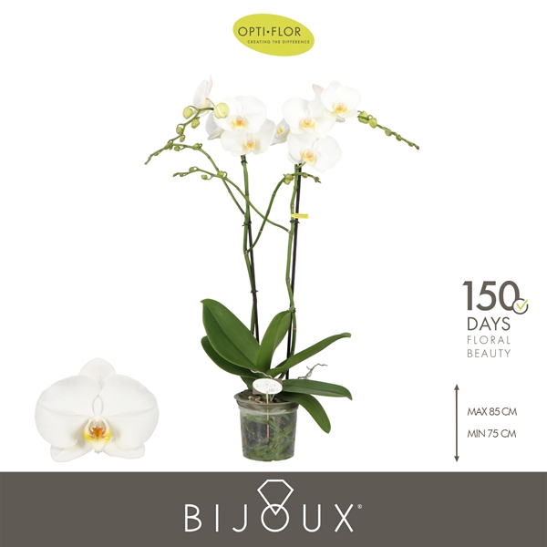 Phalaenopsis 2-t Bijoux Crystal