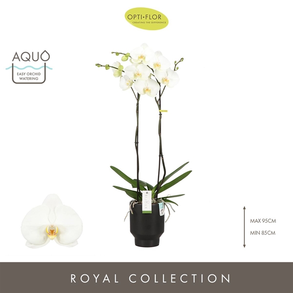 Phalaenopsis 2-t Bijoux Moonstone in Emilia Dark Brown Aquo