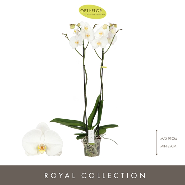 Phalaenopsis 2-t Bijoux Moonstone