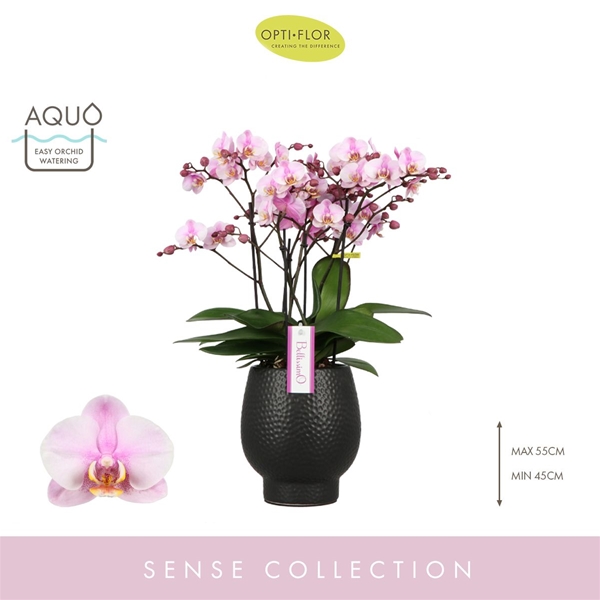 Phalaenopsis Bellissimo Angelo in Abruzzo Black Aquo