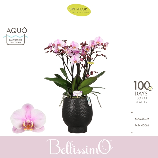Phalaenopsis Bellissimo Angelo in Abruzzo Black Aquo