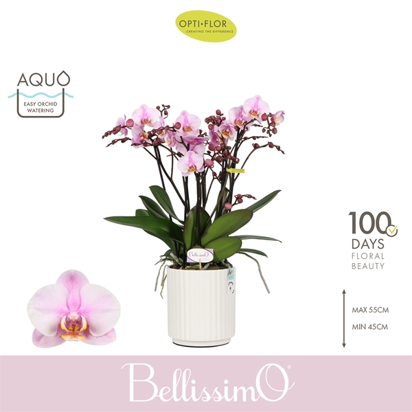 Phalaenopsis Bellissimo Angelo in Molise White Aquo