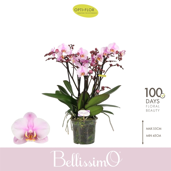 Phalaenopsis Bellissimo Angelo