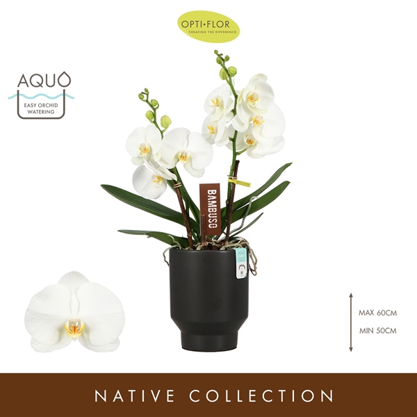 Phalaenopsis 2-t Bambuso Sequoia in Emilia Dark Brown Aquo