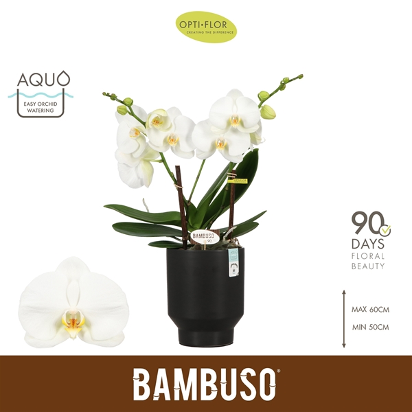 Phalaenopsis 2-t Bambuso Sequoia in Emilia Dark Brown Aquo