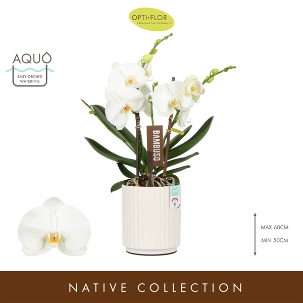 Phalaenopsis 2-t Bambuso Sequoia in Molise Weiss Aquo