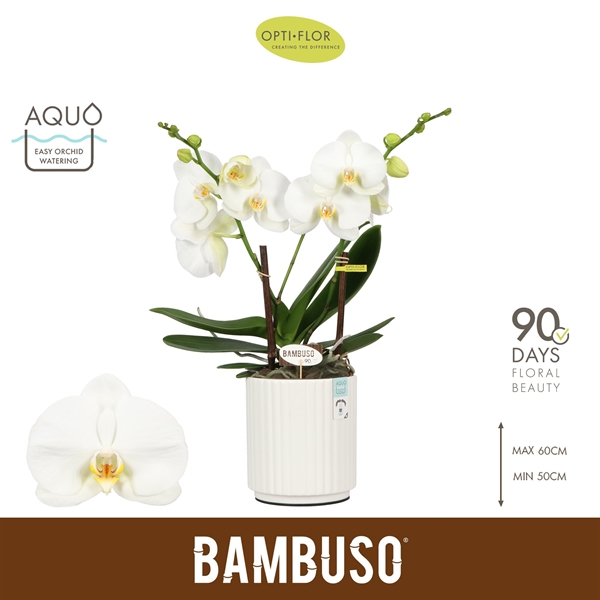 Phalaenopsis 2-t Bambuso Sequoia in Molise Weiss Aquo