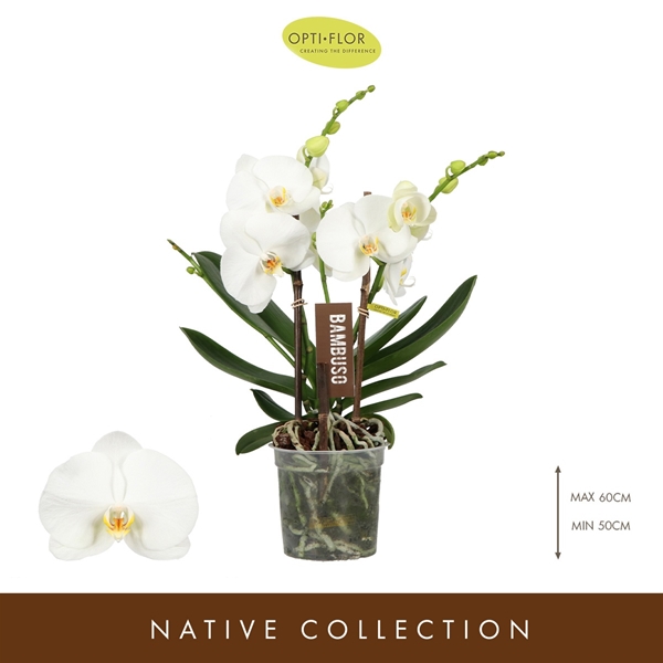 Phalaenopsis Bambuso Sequoia