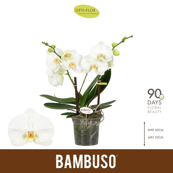 Phalaenopsis Bambuso Sequoia