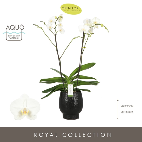 Phalaenopsis 2-t Theatro Classico in Abruzzo Black Aquo