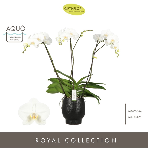Phalaenopsis 3-t Theatro Classico in Abruzzo Black Aquo