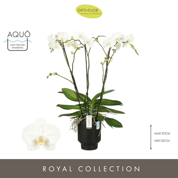 Phalaenopsis 3-t Theatro Classico in Emilia Dark Brown Aquo