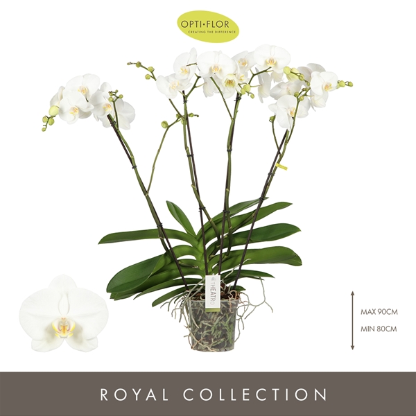 Phalaenopsis 4-t Theatro Classico