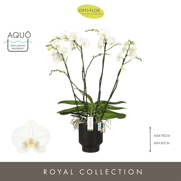 Phalaenopsis 4-t Theatro Classico in Emilia Dark Brown Aquo