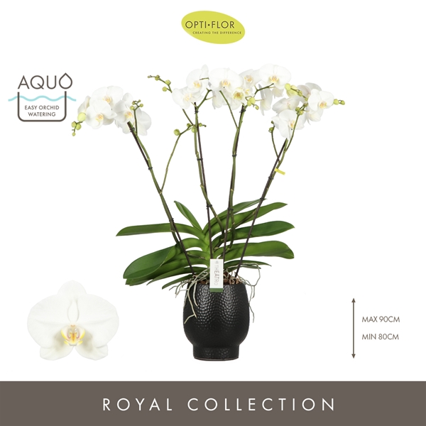 Phalaenopsis 4-t Theatro Classico in Black Abruzzo Aquo