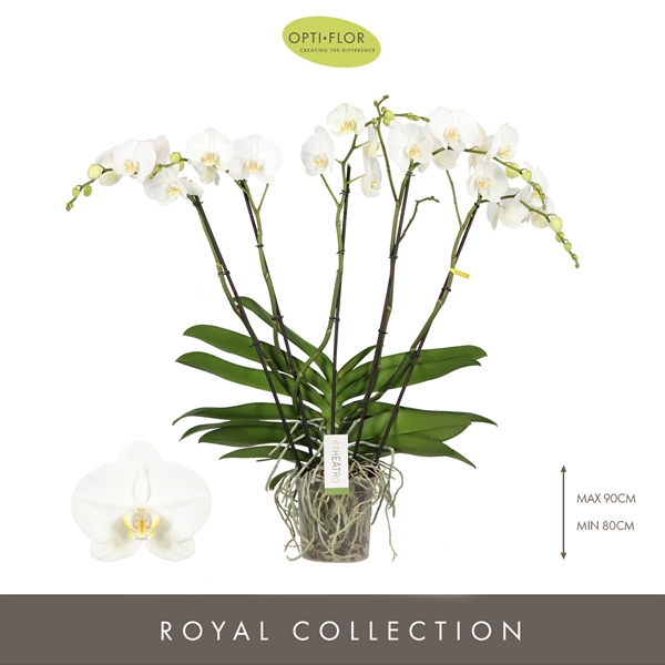 Phalaenopsis 5-t Theatro Classico