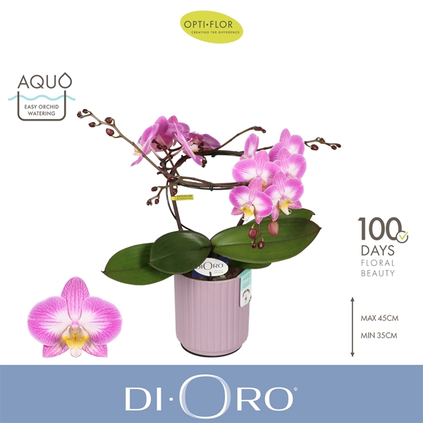 Phaleanopsis Dioro Allure 2 spike in Molise Lilac Aquo