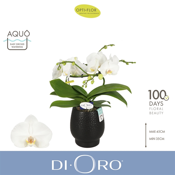 Phalaenopsis 2-t Dioro Prestige in Abruzzo Black Aquo