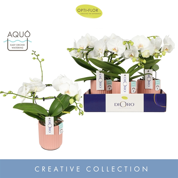 Phalaenopsis 2-t  Infinity in Salmon Molise