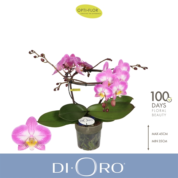 Phalaenopsis  2-t Dioro Allure