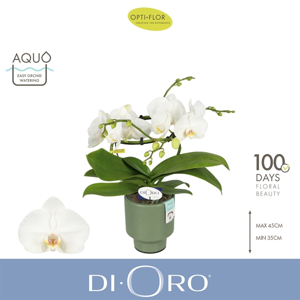 Phalaenopsis 2-t Dioro Prestige in Emilia Green Aquo