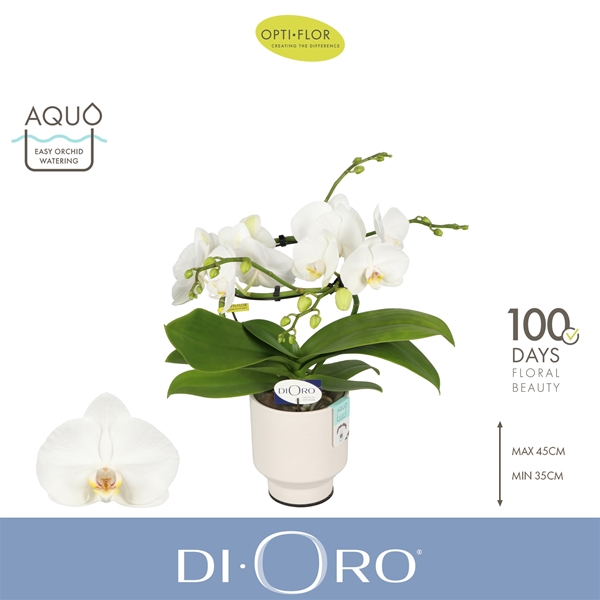 Phalaenopsis 2-t Dioro Prestige in Emilia White Aquo