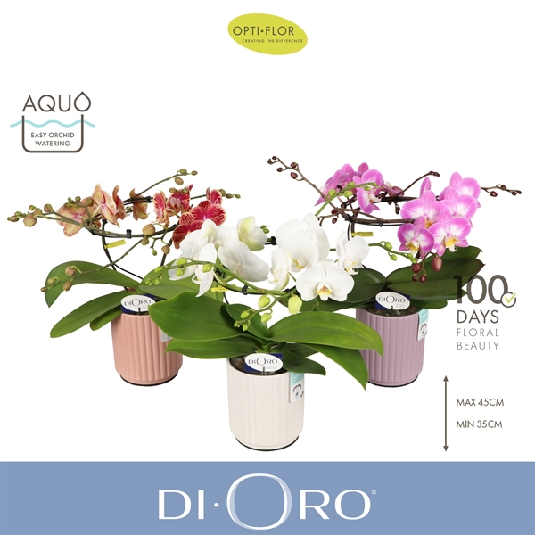 Phalaenopsis 2-t Dioro Mixtray in Molise Mix Aquo
