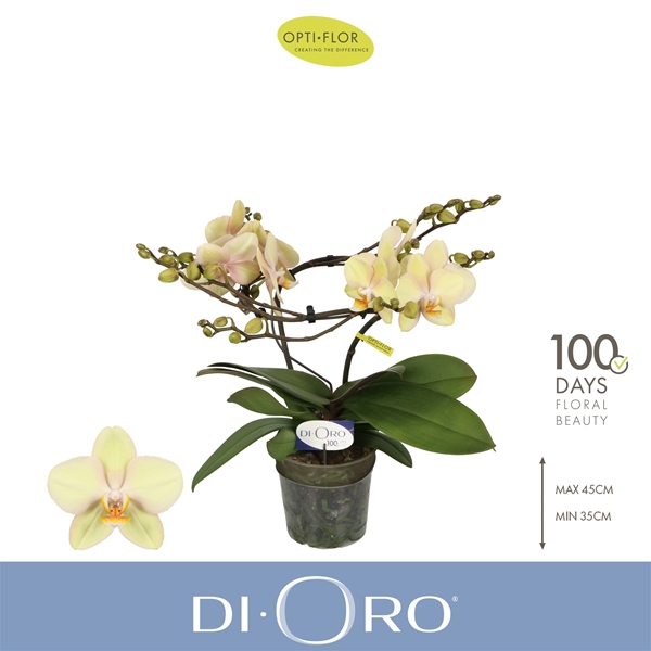 Phalaenopsis 2-t Dioro Supreme