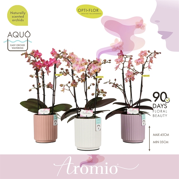 Phalaenopsis 3-t Aromio Mixtray in Molise Mix Aquo