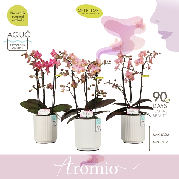 Phalaenopsis 3-t Aromio Mixtray in Molise White Aquo