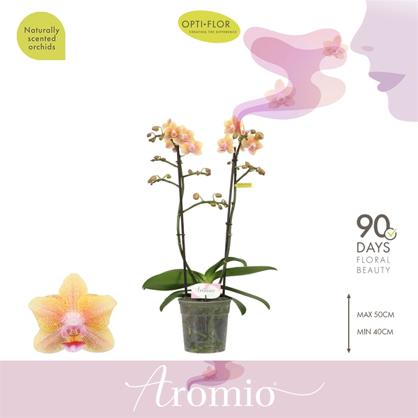 Phalaenopsis 2-t Aromio Spicy