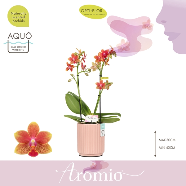 Phalaenopsis 2-t Aromio Tropical in Salmon Molise