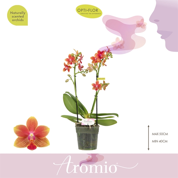 Phalaenopsis 2-t Aromio Tropical