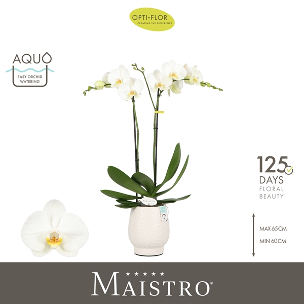 Phalaenopsis 2-t Maistro Bach in Abruzzo White Aquo