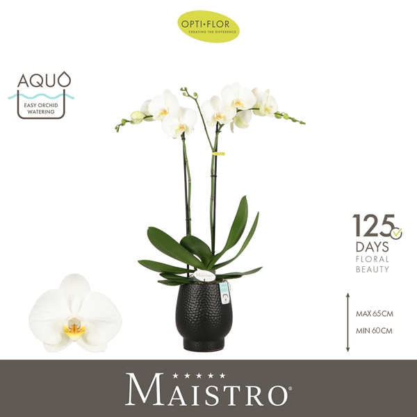 Phalaenopsis 2-t Maistro Bach in Abruzzo Black Aquo