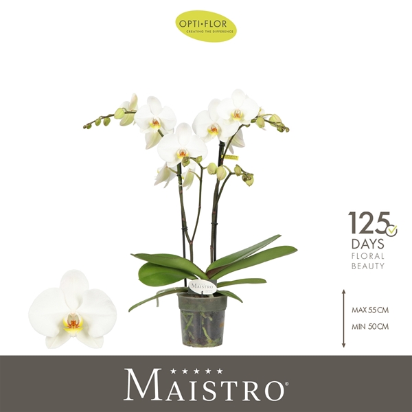 Phalaenopsis Maistro 2-t Beethoven