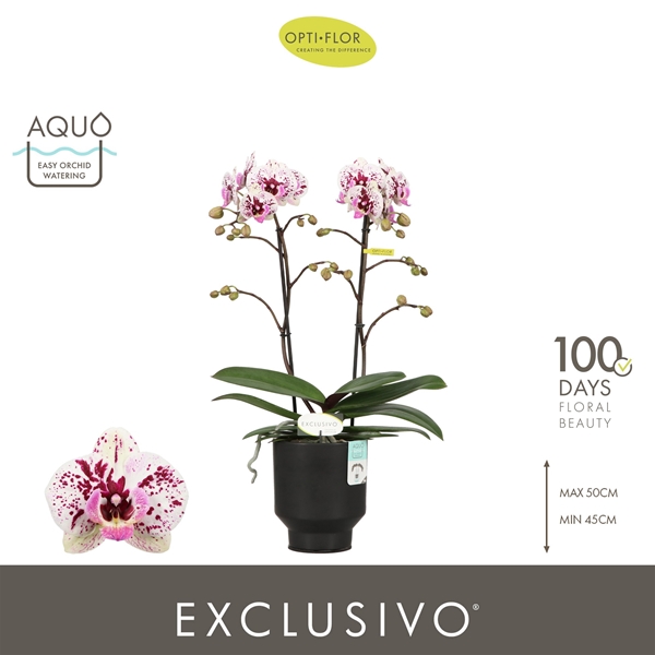 Phalaenopsis Multiflora 2-t Athena in Brown Emilia