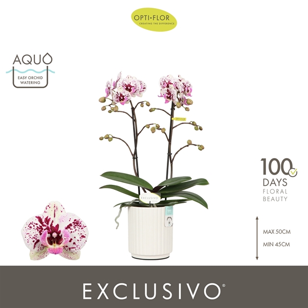 Phalaenopsis Multiflora 2-t Athena Molise in White Aquo