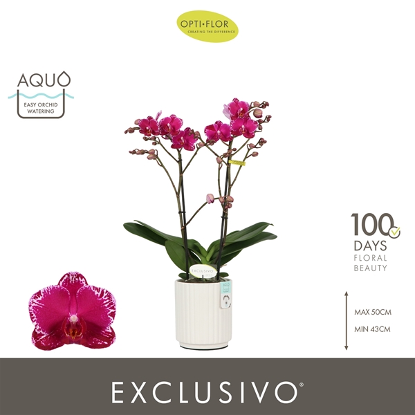 Phalaenopsis Multiflora 2-t Asian Violin in Molise White Aquo