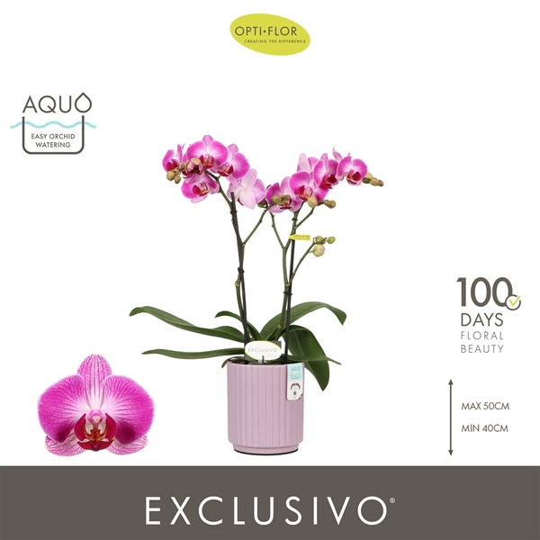 Phalaenopsis Multiflora 2-t Bing in Molise Lilac Aquo
