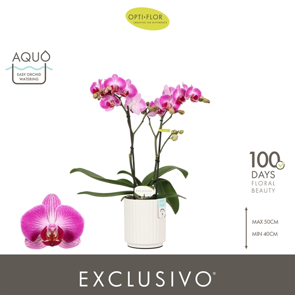 Phalaenopsis Multiflora 2-t Bing in Molise White Aquo