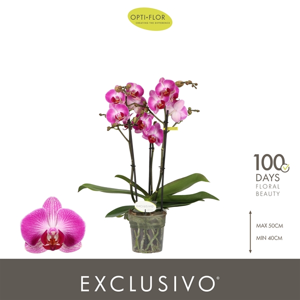 Phalaenopsis Multiflora 3-t Bing
