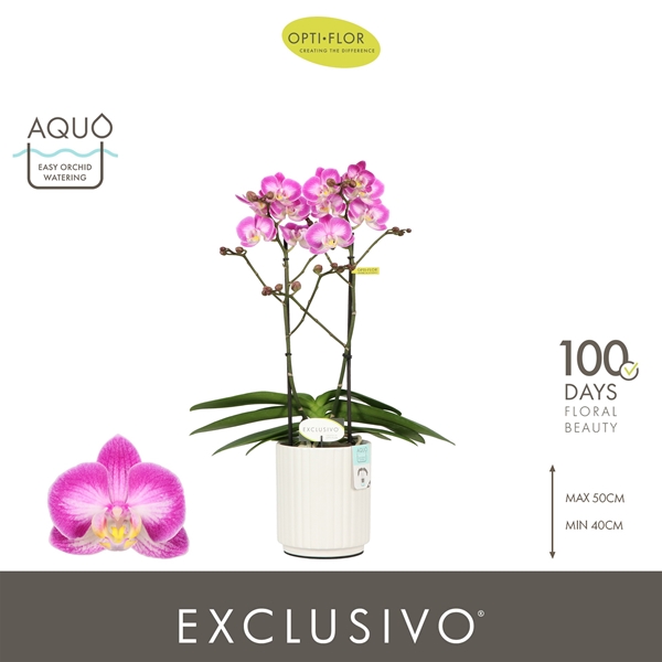 Phalaenopsis Multiflora 2-t Cupido in Molise White Aquo