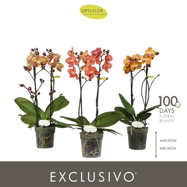 Phalaenopsis Multiflora 2-t Gold Mixtray