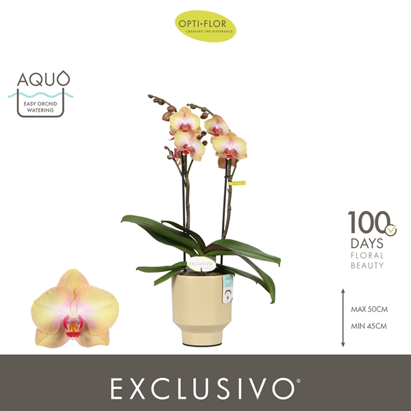 Phalaenopsis 2-t Glamour in Emilia Sand Aquo