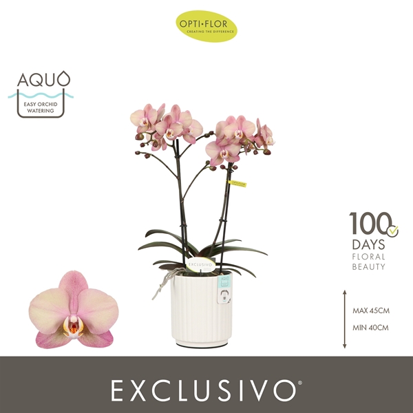 Phalaenopsis Multiflora 2-t Jupiter in Molise White Aquo